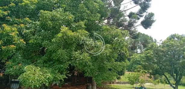 Fazenda / Sítio / Chácara com 2 Quartos à venda, 800m² no Parque Monte Libano, Araçoiaba da Serra