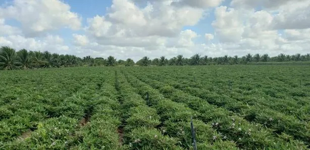 Fazenda / Sítio / Chácara com 4 Quartos à venda, 84000m² no , Vera Cruz