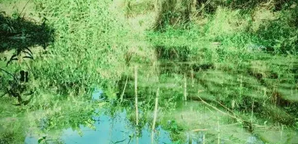 Fazenda / Sítio / Chácara com 1 Quarto à venda, 6000m² no Pitangas, Tanguá