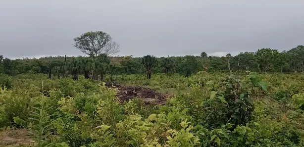 Fazenda / Sítio / Chácara à venda, 200m² no , Ponte Alta do Tocantins