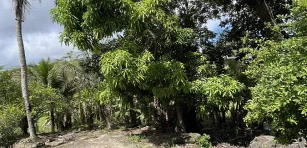 Fazenda / Sítio / Chácara à venda, 31000m² no , Joaquim Gomes