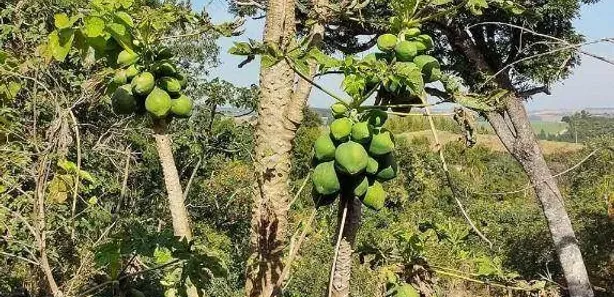 Fazenda / Sítio / Chácara com 2 Quartos à venda, 135m² no Chácaras Reunidas, Pilar do Sul