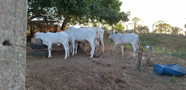 Terreno / Lote Comercial à venda, 3330000m² no , Bacabeira