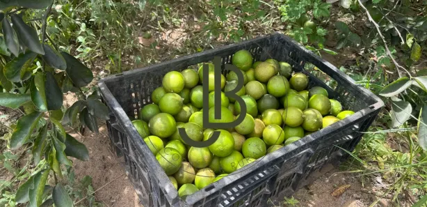 Fazenda / Sítio / Chácara com 2 Quartos à venda, 100m² no Centro, Alhandra