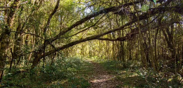 Fazenda / Sítio / Chácara à venda, 97075m² no Weissópolis, Pinhais