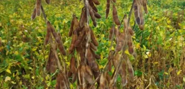 Fazenda / Sítio / Chácara à venda, 10575400m² no , Rio Sono