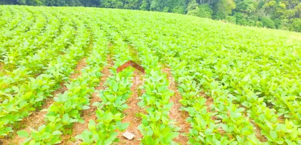 Fazenda / Sítio / Chácara com 1 Quarto à venda, 23600m² no Passaúna, Araucária