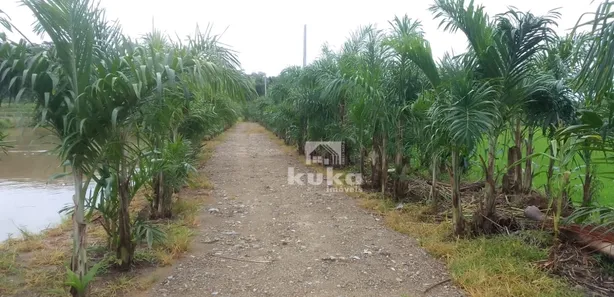 Fazenda / Sítio / Chácara à venda, 115m² no Benjamin Constant, Massaranduba