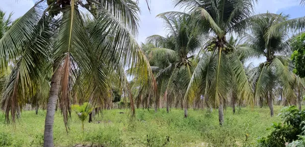 Fazenda / Sítio / Chácara com 3 Quartos à venda, 16000m² no , Vera Cruz