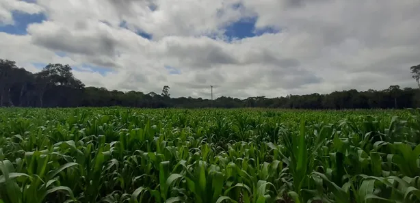 Fazenda / Sítio / Chácara com 1 Quarto à venda, 60000m² no , Contenda