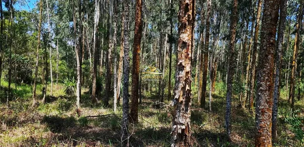 Fazenda / Sítio / Chácara com 1 Quarto à venda, 34550m² no Mato Dentro, Almirante Tamandaré