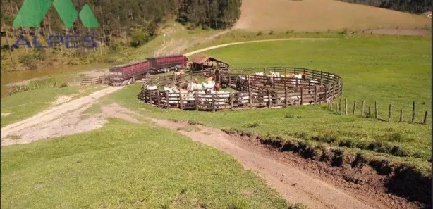 Fazenda / Sítio / Chácara com 7 Quartos à venda, 300m² no Campo Largo da Roseira, São José dos Pinhais