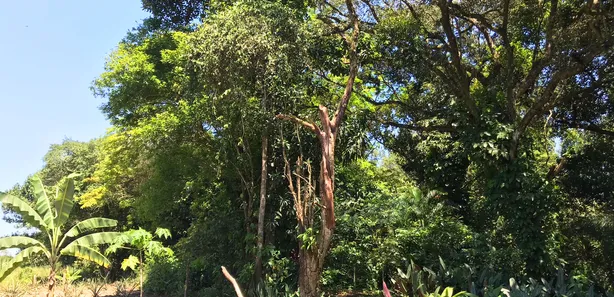 Fazenda / Sítio / Chácara com 1 Quarto à venda, 24975m² no Tinguá, Nova Iguaçu