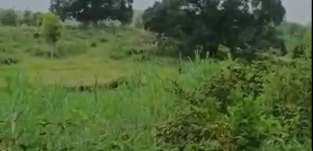 Fazenda / Sítio / Chácara à venda, 2000m² no , Joaquim Gomes