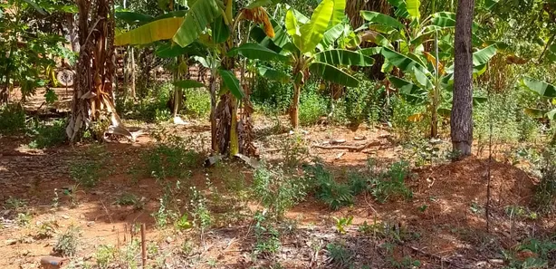 Apartamento com 3 Quartos à venda, 5000m² no Área Rural do Gama, Brasília