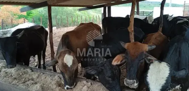 Fazenda / Sítio / Chácara à venda, 76600m² no Divinópolis, Caruaru