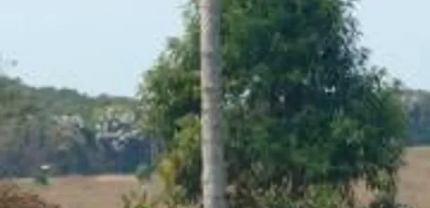 Terreno / Lote / Condomínio à venda, 20000m² no , Caeté