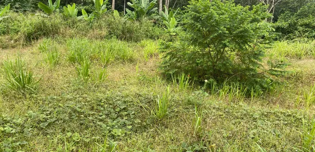 Terreno / Lote / Condomínio à venda, 96680m² no Tarumã, Manaus