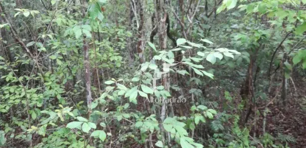 Terreno / Lote / Condomínio à venda, 2920000m² no Centro, Campo Maior