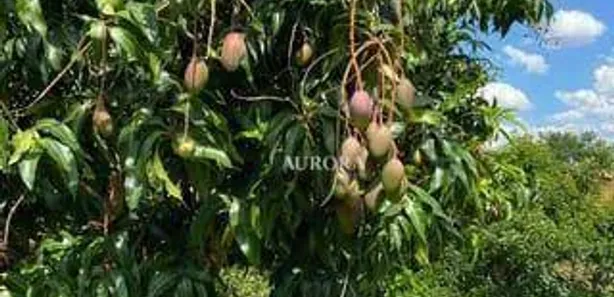 Fazenda / Sítio / Chácara à venda, 2500m² no Recanto Santa Andréa, Cambé