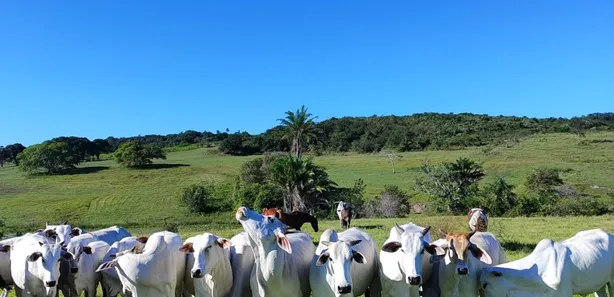 Fazenda / Sítio / Chácara com 4 Quartos à venda, 82m² no , Brejinho