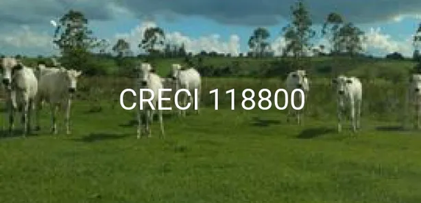 Fazenda / Sítio / Chácara com 1 Quarto à venda, 556600m² no Centro, Laranjal Paulista