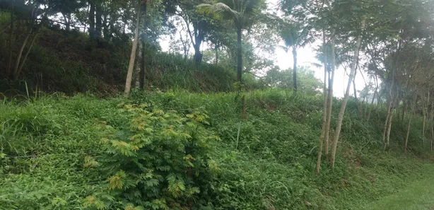 Fazenda / Sítio / Chácara com 2 Quartos à venda, 11000m² no Barreira (Bacaxá), Saquarema