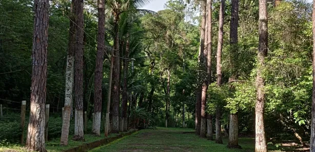 Fazenda / Sítio / Chácara com 5 Quartos à venda, 480m² no Vargem Alegre, Barra do Piraí