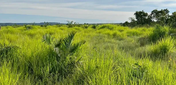 Fazenda / Sítio / Chácara com 2 Quartos à venda, 4985000m² no , Ponte Alta do Tocantins