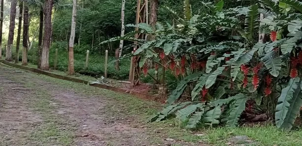 Fazenda / Sítio / Chácara com 5 Quartos à venda, 480m² no Vargem Alegre, Barra do Piraí