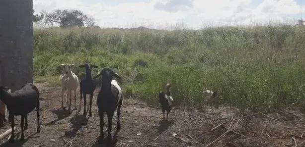 Fazenda / Sítio / Chácara com 3 Quartos à venda, 960000m² no , Vera Cruz