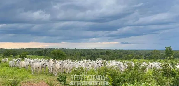 Fazenda / Sítio / Chácara à venda, 17230400m² no , Paranã
