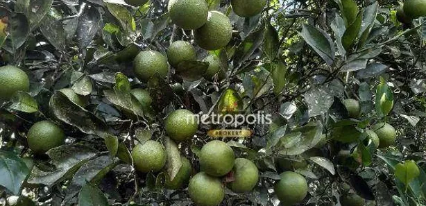 Fazenda / Sítio / Chácara com 2 Quartos à venda, 125m² no Taquacetuba, São Bernardo do Campo