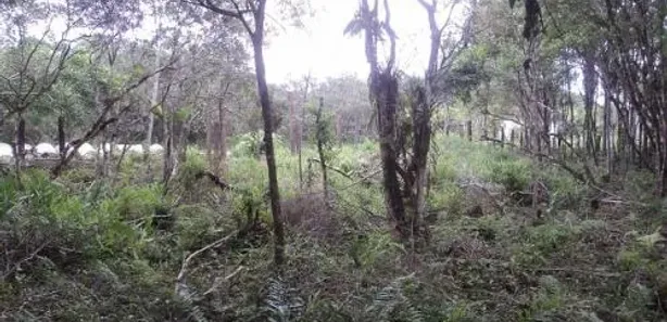 Fazenda / Sítio / Chácara à venda, 14000m² no Gaivota, Itanhaém