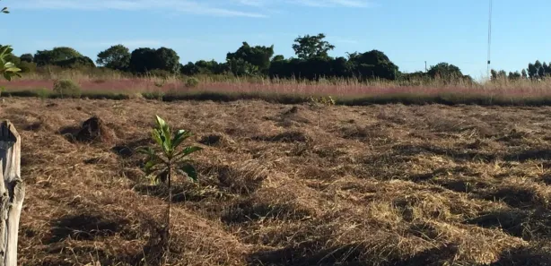 Fazenda / Sítio / Chácara à venda, 20000m² no Núcleo Rural Lago Oeste, Brasília