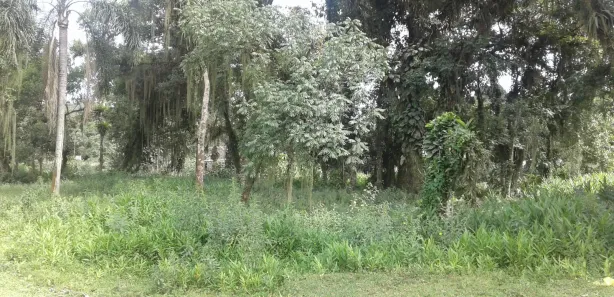 Terreno / Lote / Condomínio à venda, 94095m² no Alexandra, Paranaguá