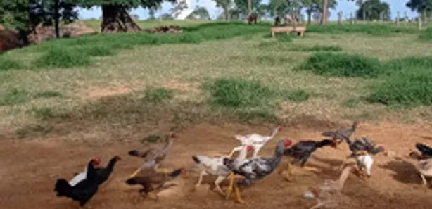 Fazenda / Sítio / Chácara à venda, 280000m² no Setor Bosque, Formosa