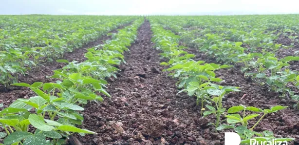Fazenda / Sítio / Chácara à venda, 484m² no , Lagoa da Confusão