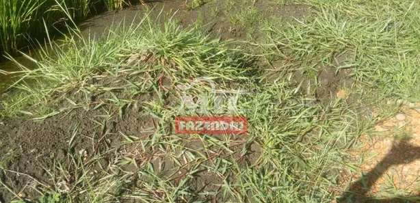 Fazenda / Sítio / Chácara com 3 Quartos à venda, 500m² no , Lagoa da Confusão