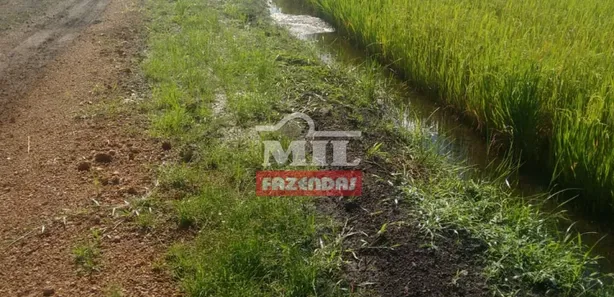 Fazenda / Sítio / Chácara com 3 Quartos à venda, 500m² no , Lagoa da Confusão