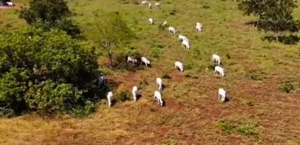 Fazenda / Sítio / Chácara à venda, 295000000m² no Área Rural de Formosa, Formosa