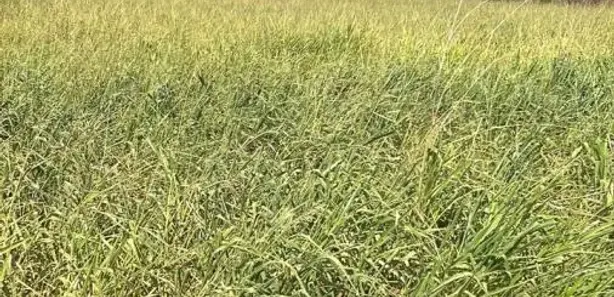 Fazenda / Sítio / Chácara à venda, 1016400m² no , Santa Rita do Tocantins