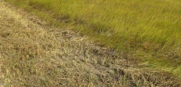 Terreno / Lote / Condomínio à venda, 1668m² no Setor Central, Lagoa da Confusão