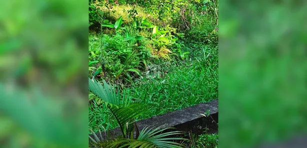 Fazenda / Sítio / Chácara com 3 Quartos à venda, 55000m² no , Campina Grande do Sul