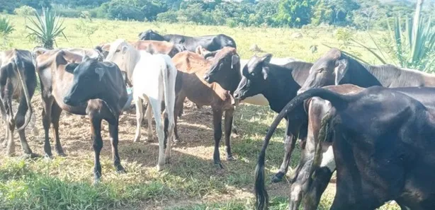 Fazenda / Sítio / Chácara com 5 Quartos à venda, 45000m² no Área Rural do Gama, Brasília