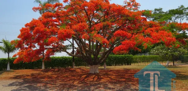 Fazenda / Sítio / Chácara com 3 Quartos à venda, 20000m² no Núcleo Rural Lago Oeste, Brasília