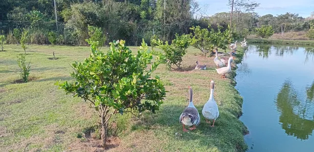 Fazenda / Sítio / Chácara com 3 Quartos à venda, 390000m² no Área Rural de Novo Gama, Novo Gama