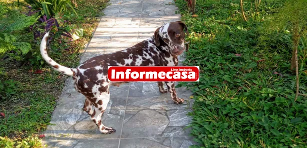 Fazenda / Sítio / Chácara com 2 Quartos à venda, 100m² no Cidade Jardim Parque Estoril, Nova Iguaçu