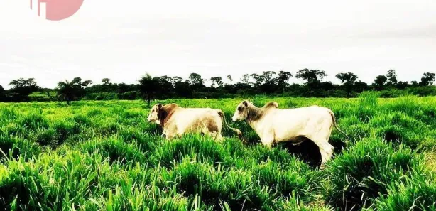 Fazenda / Sítio / Chácara com 2 Quartos à venda, 15800000m² no Setor Central, Pedro Afonso
