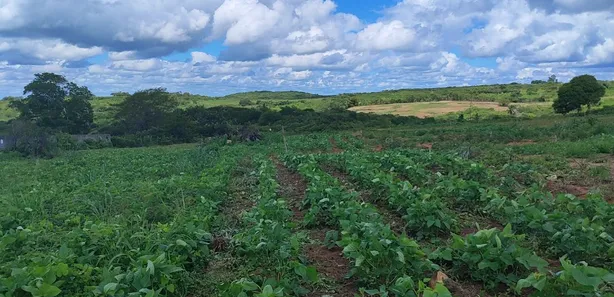 Fazenda / Sítio / Chácara com 3 Quartos à venda, 110000m² no Cobe de Cima, Vera Cruz